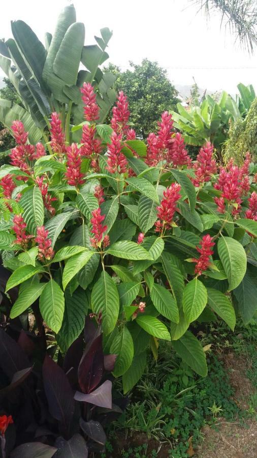 芬卡拉斯维加斯棕榈度假屋 伊科德·德·洛斯·维诺斯 外观 照片